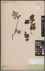 Foto von Salix caprea L. x Salix repens L.